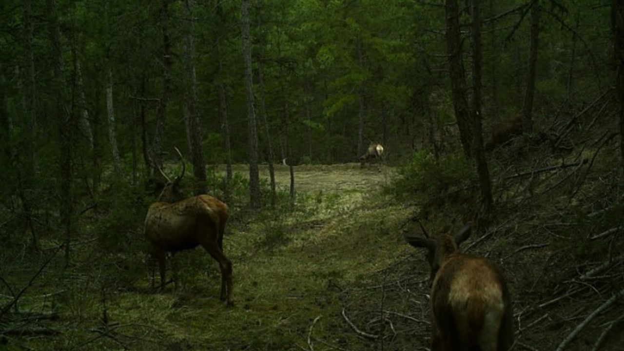 Bolu'da yaban hayatı ve kaçak avcılar 19 fotokapanla takip ediliyor