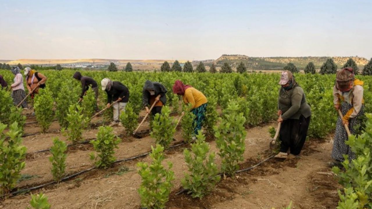 Kavurucu sıcaklara karşı fidanlara yakın koruma