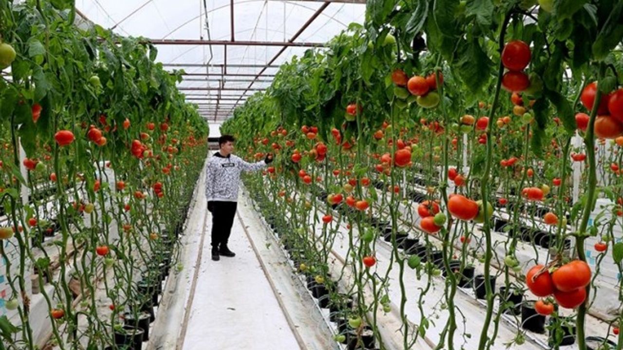 Simav Eynal domatesi Marka tescili ve patentini aldı