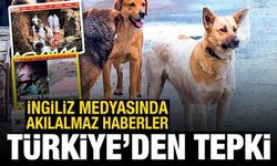 İngiliz medyasındaki köpek haberlerine Türkiye'den tepki