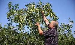 Edirne'de çiftçiler küçük arazilerini yüksek gelirli hünnap üretimiyle değerlendiriyor