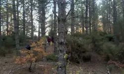 Kütahya'da 'Kanlıca Mantarı' bereketi