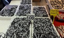 Hamsi ve istavrit 100 liradan satılıyor