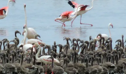 Flamingoların büyüleyici dünyası