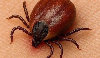 KKKA hastalığında ölüm oranı nedir?