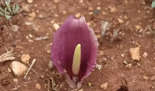 Mantar toplayan kadın, dünya tarihine geçen bir keşif yaptı!