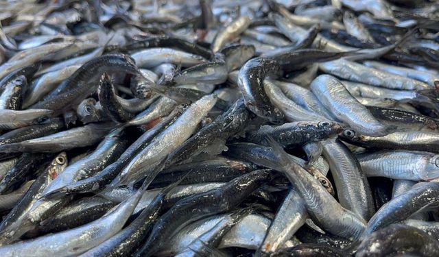 Hamsi 25 liraya düştü, vatandaş sıraya girdi