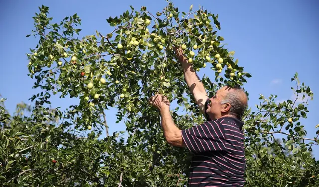 Edirne'de çiftçiler küçük arazilerini yüksek gelirli hünnap üretimiyle değerlendiriyor