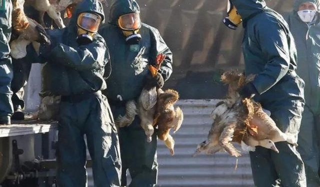 ABD'de yeni salgın: 'H5N5' gribiyle enfekte olan bir kişi öldü!