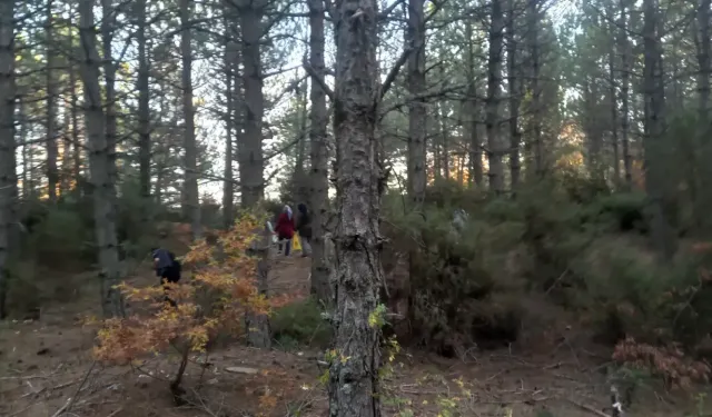 Kütahya'da 'Kanlıca Mantarı' bereketi