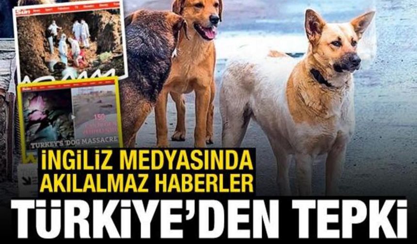 İngiliz medyasındaki köpek haberlerine Türkiye'den tepki