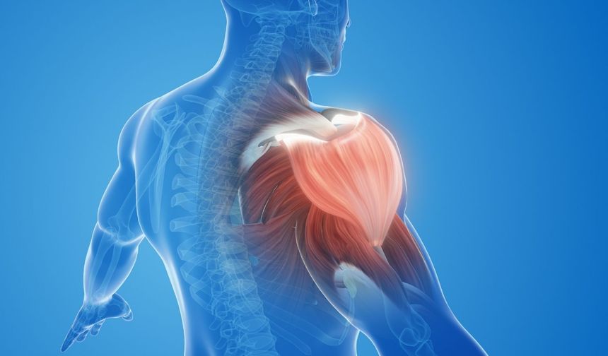 OMUZ SAĞLIĞINI KORUMAK: KAS YIRTILMALARINA KARŞI BİLİNÇLİ ANTRENMAN VE YAŞLILARDA ÖZEL ÖNLEMLER